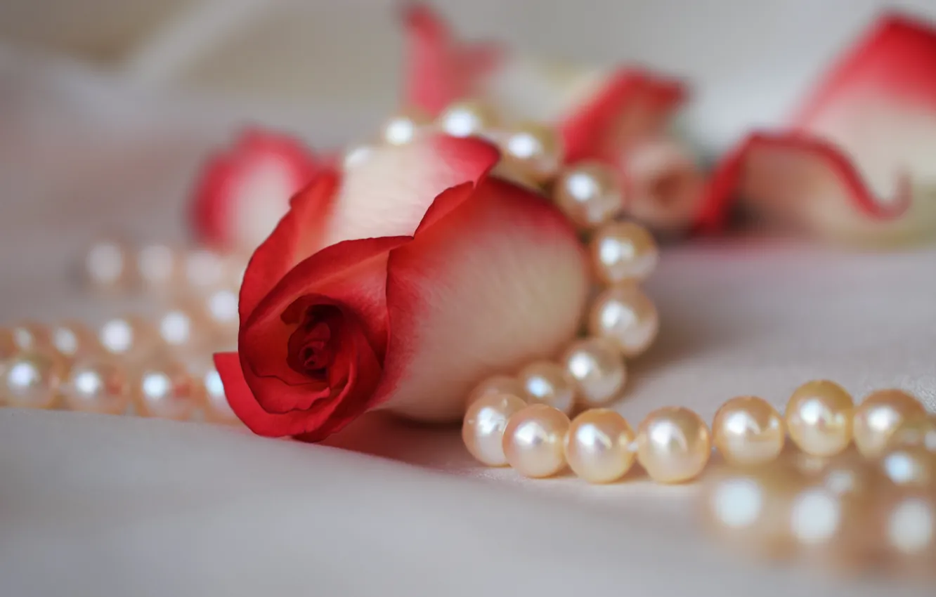 Photo wallpaper macro, flowers, red, roses, petals, pearl, beads, buds