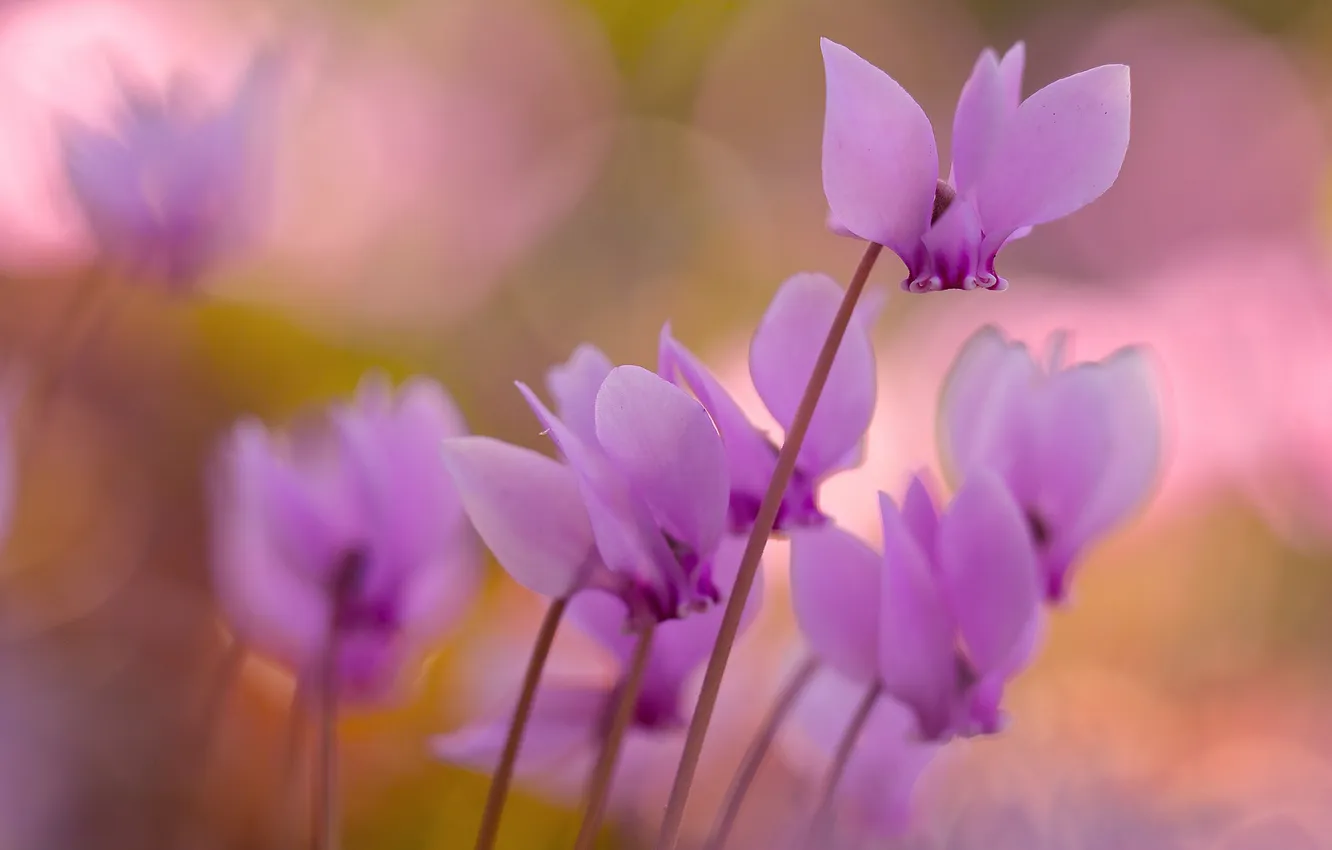 Photo wallpaper macro, flowers, blur, spring, stem, pink, blur, bokeh