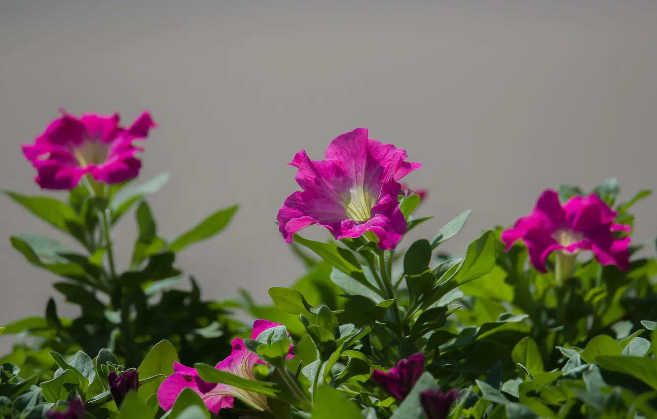 Photo wallpaper flowers, nature, spring, Petunia