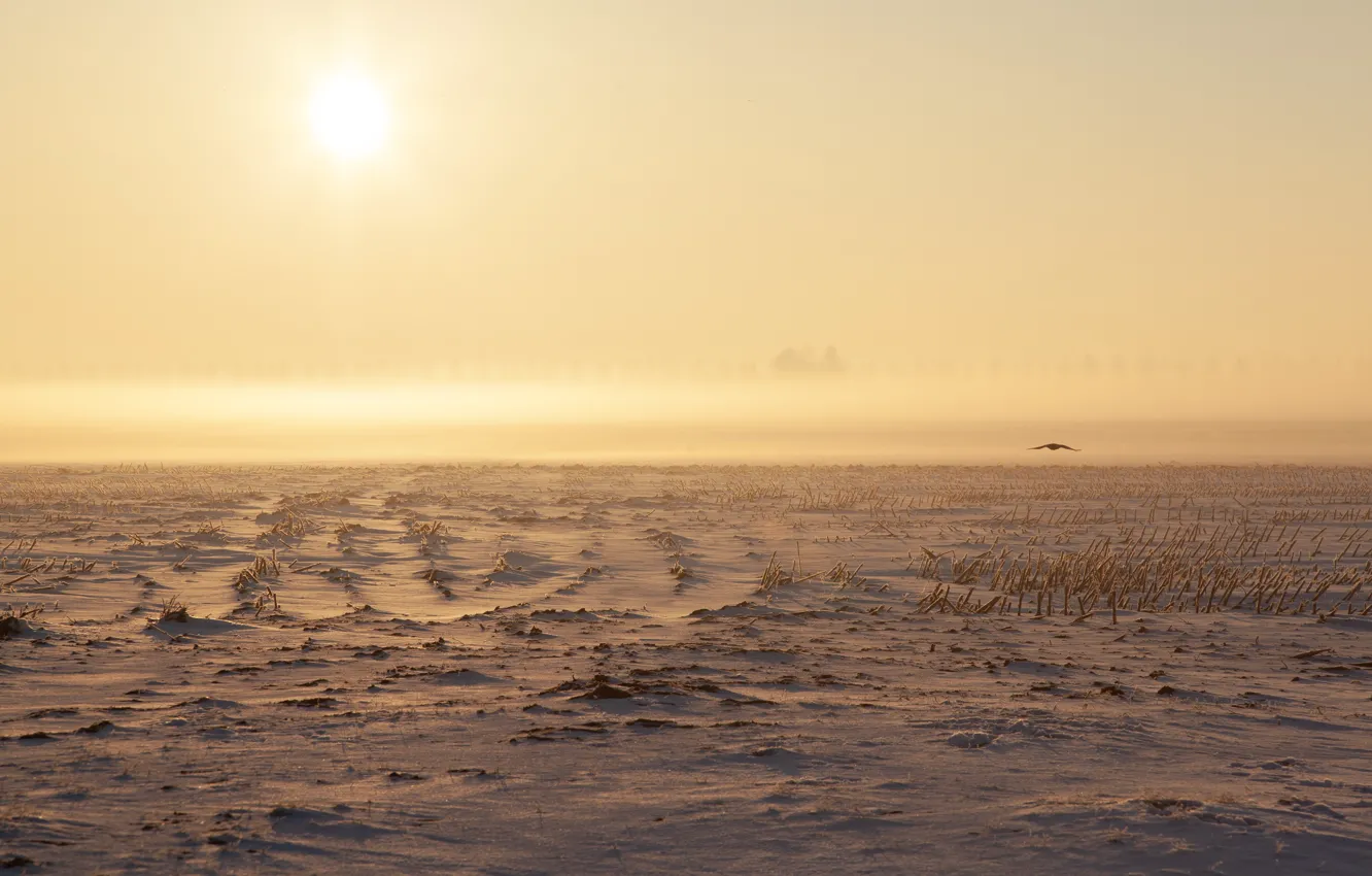Photo wallpaper winter, field, the sky, the sun, light, snow, flight, fog
