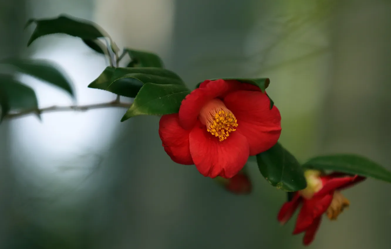 Photo wallpaper macro, flowers, nature