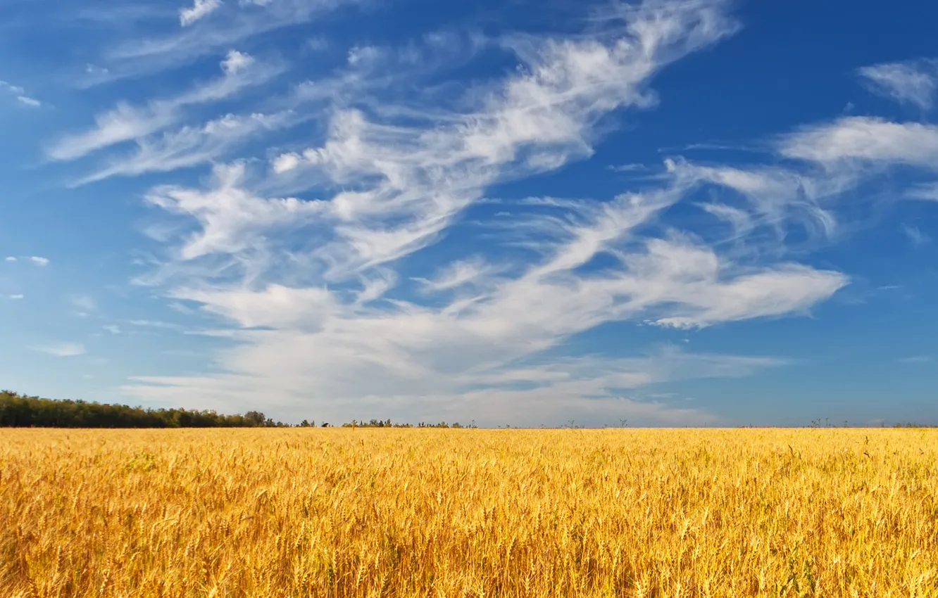 Photo wallpaper wheat, field, forest, summer, the sky, clouds, ears
