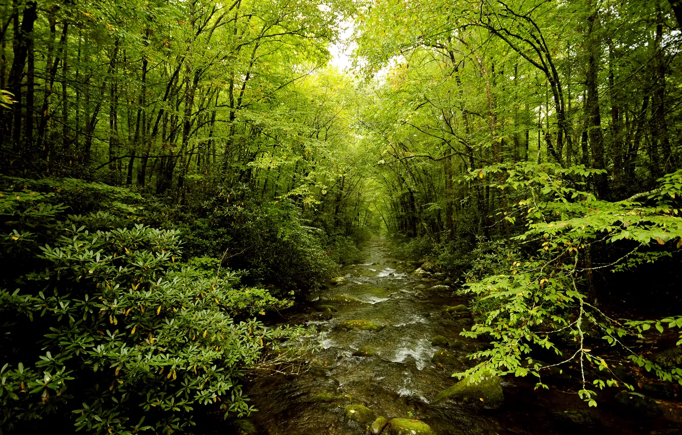 Photo wallpaper greens, forest, nature, river