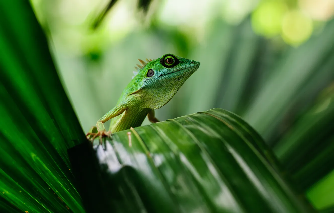 Photo wallpaper leaves, nature, plant, lizard