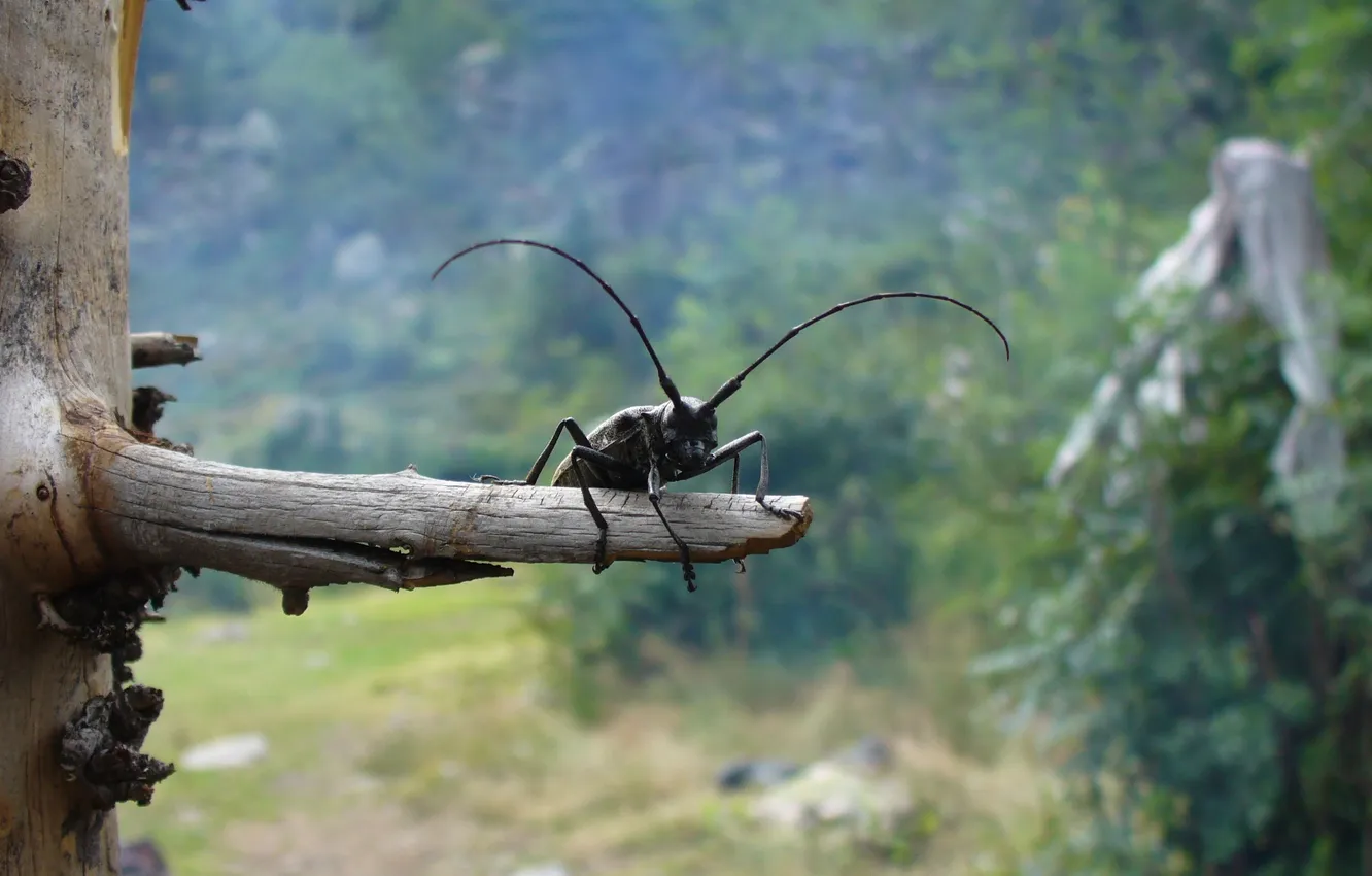 Photo wallpaper mustache, beetle, bitch