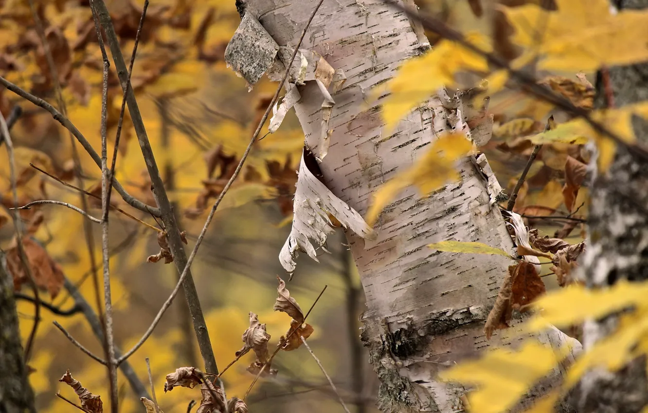 Photo wallpaper autumn, tree, birch