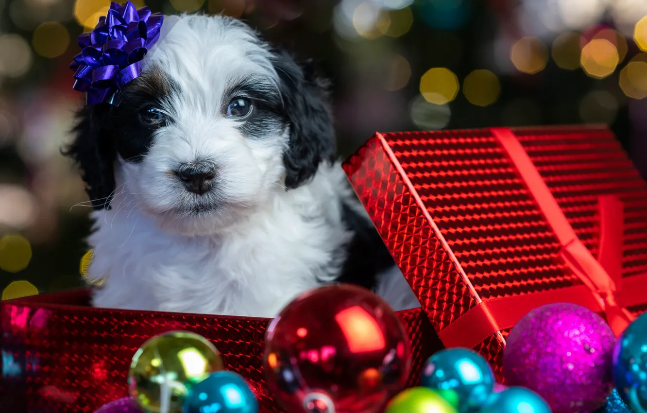 Photo wallpaper look, balls, glare, box, gift, baby, Christmas, puppy