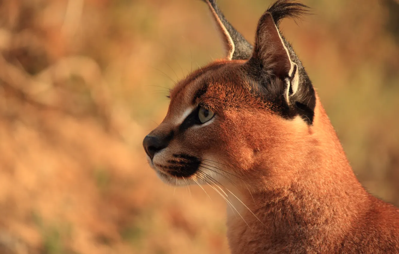 Photo wallpaper face, predator, ears, brush, Caracal, steppe lynx, Caracal