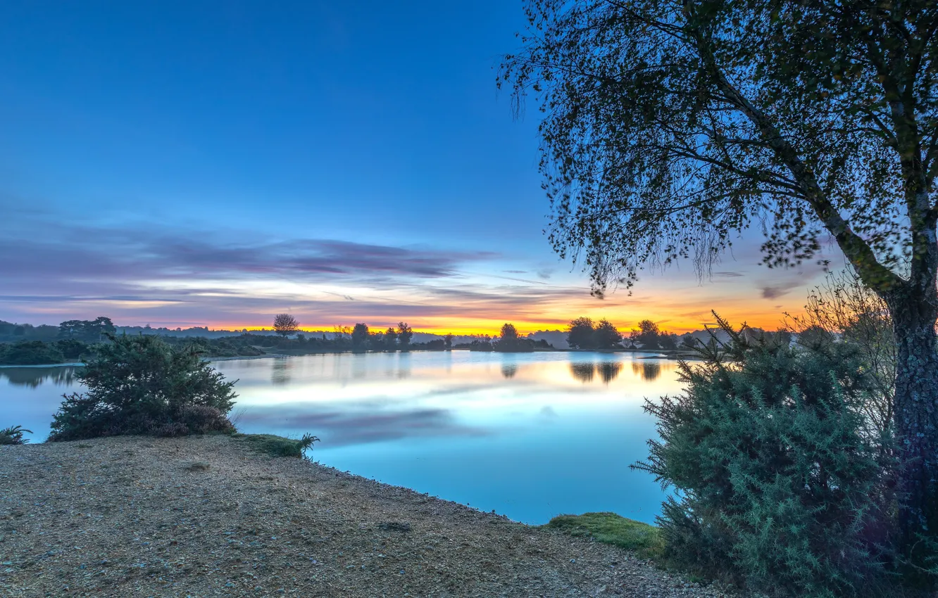 Photo wallpaper trees, blue, shore, the bushes, pond