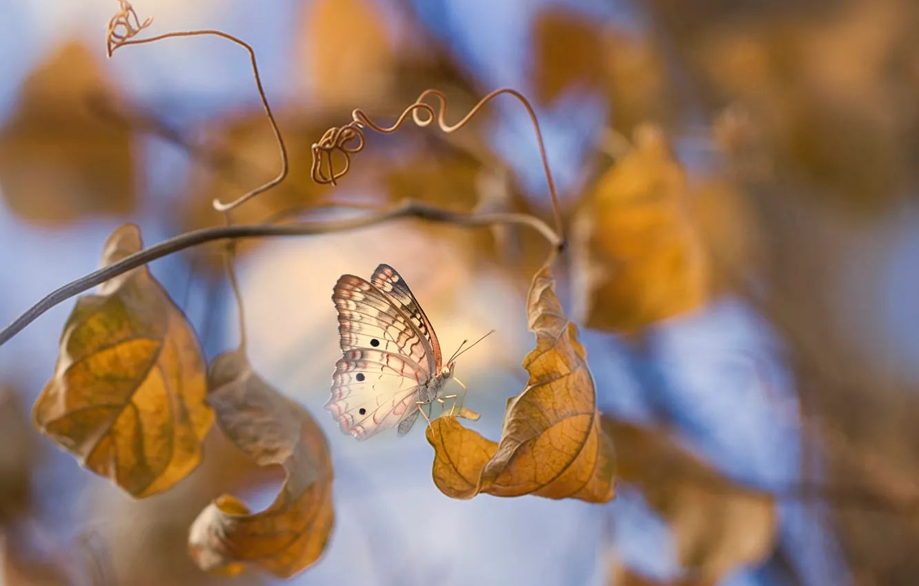 Photo wallpaper autumn, leaves, macro, branches, butterfly, Eleonora Di Primo