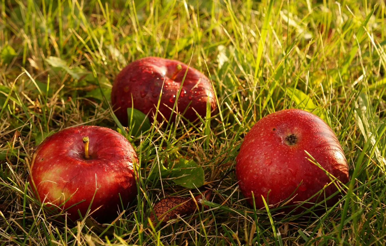 Photo wallpaper apple, red, fruit