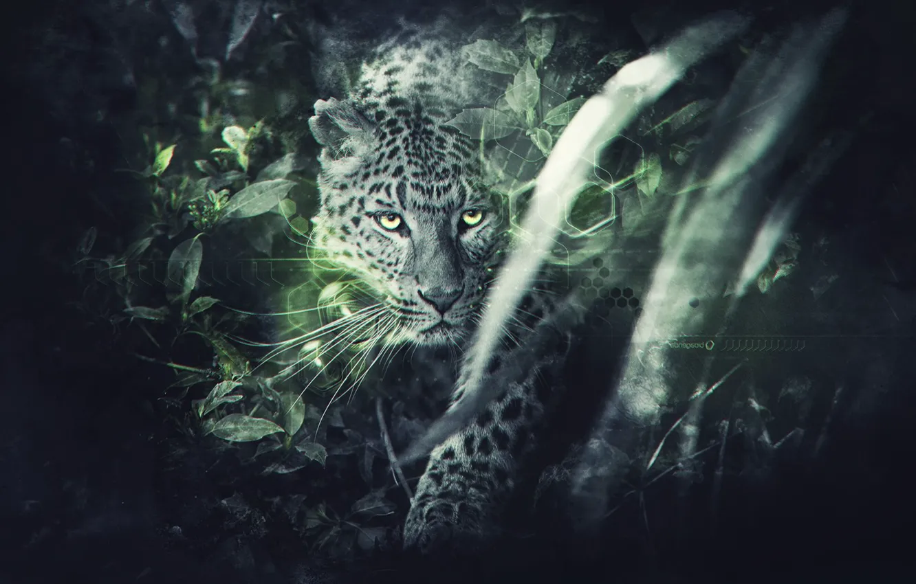 Photo wallpaper leopard, leopard, FuriousGFX