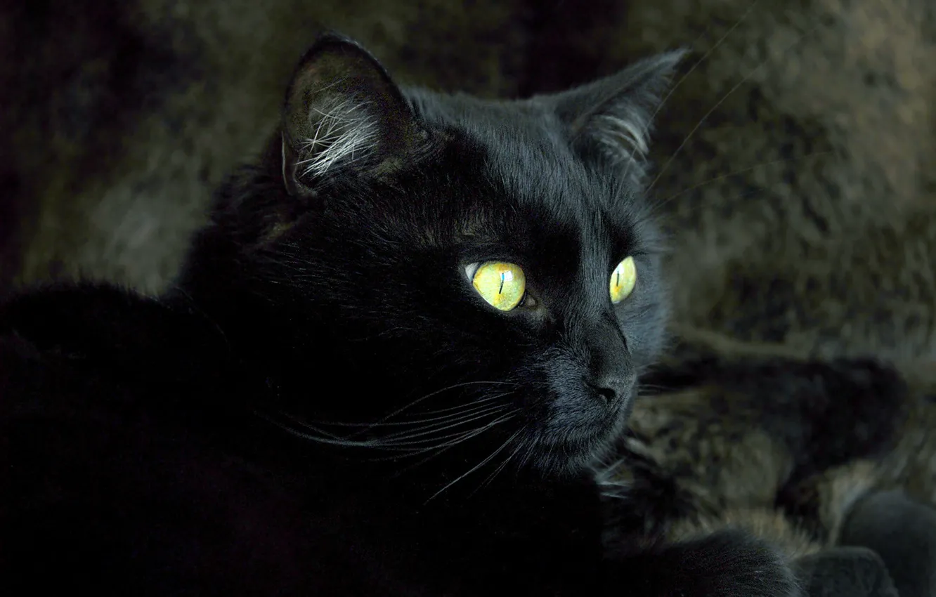 Photo wallpaper cat, animal, black