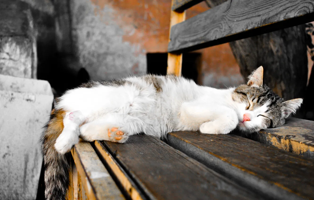 Photo wallpaper cat, sleep, color photo, black and white, bench, filters, painted