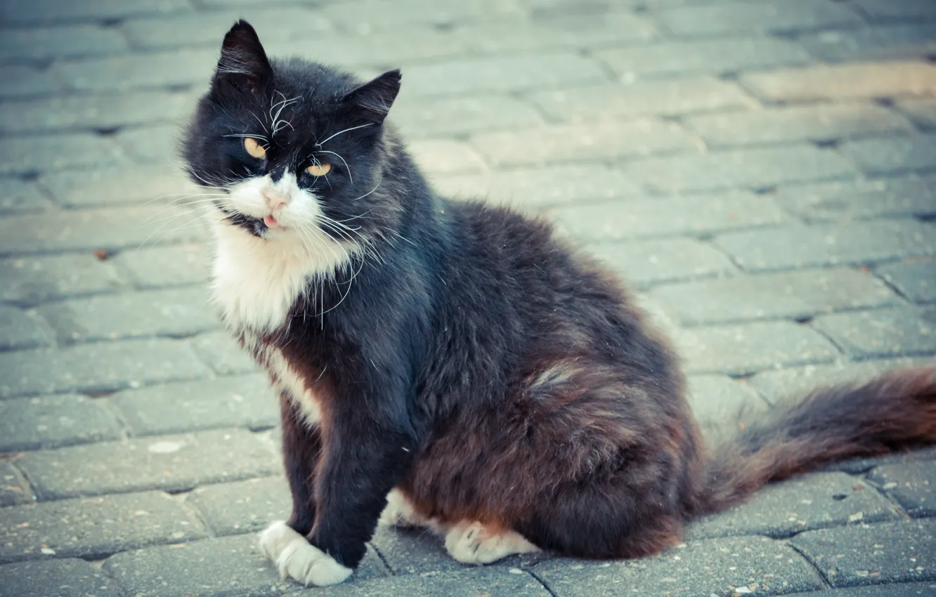 Photo wallpaper language, white, grey, black, pavers, Jurmala, cat