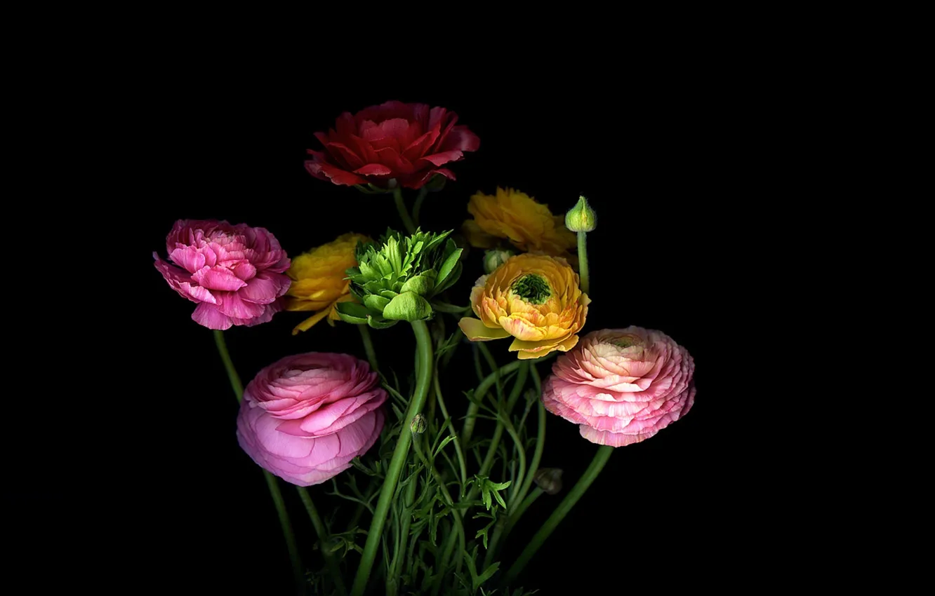 Photo wallpaper light, Wallpaper, shadow, bouquet, petals, stem