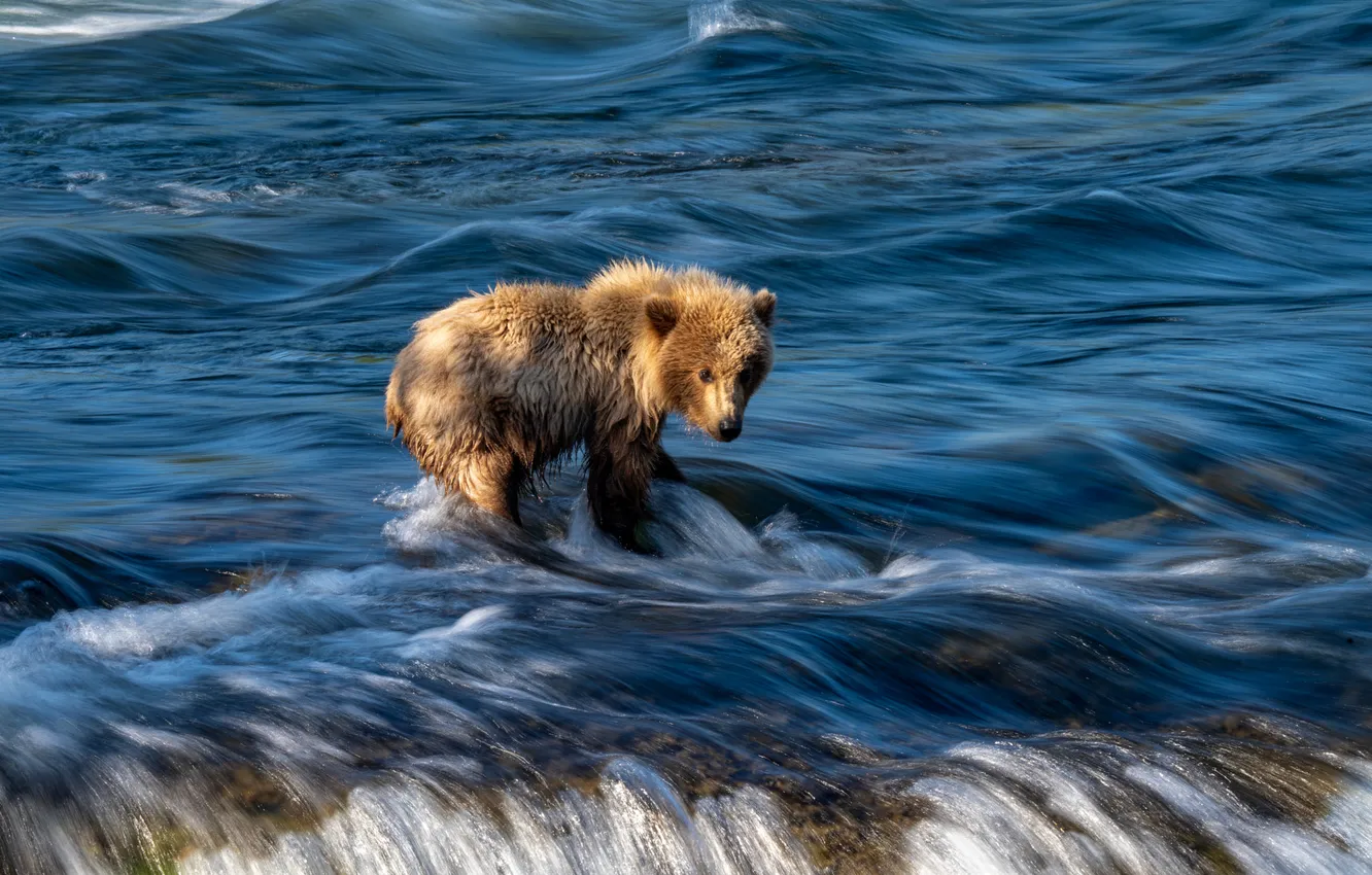Photo wallpaper water, river, for, fishing, stream, bear, bear, pond