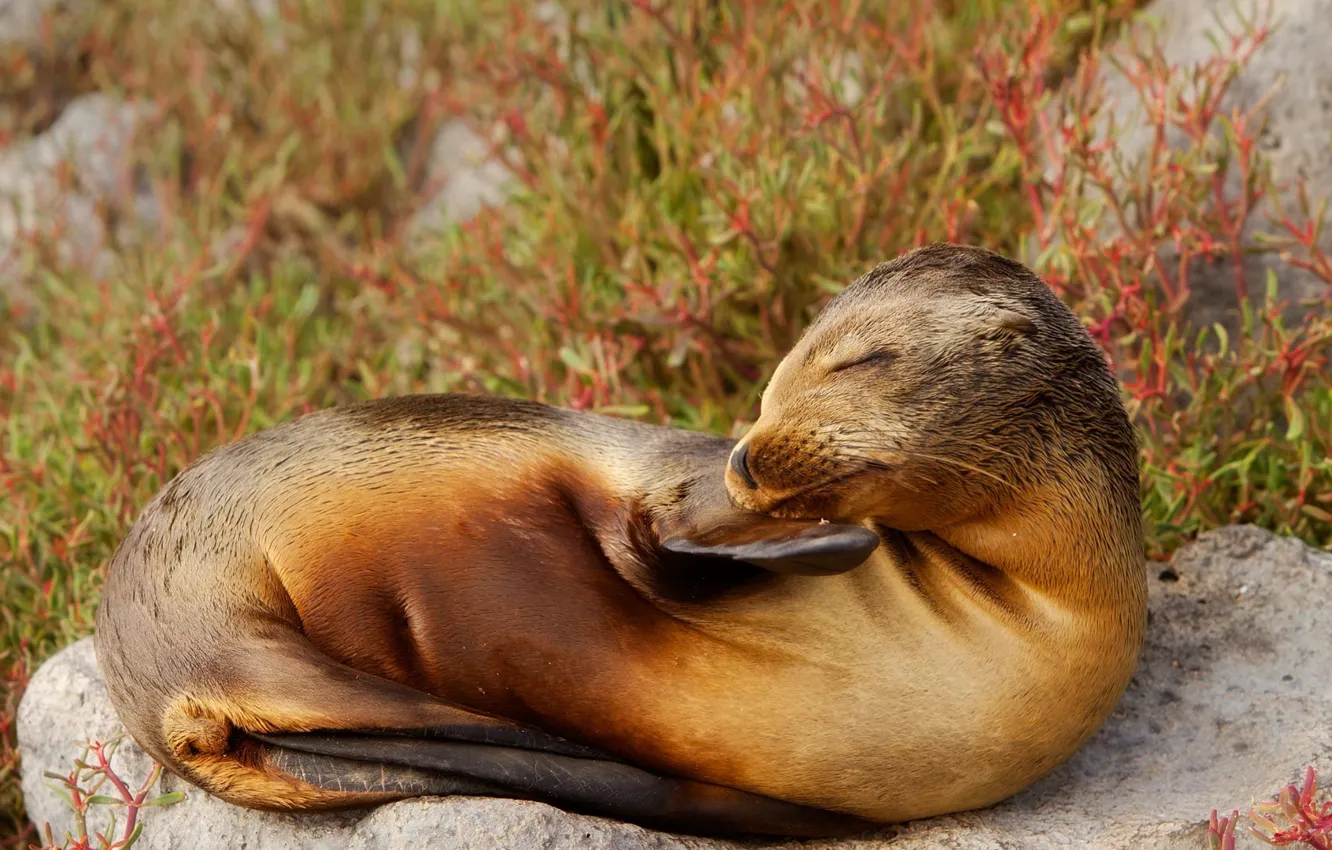 Photo wallpaper nature, Ecuador, sea lion, The Galapagos Islands