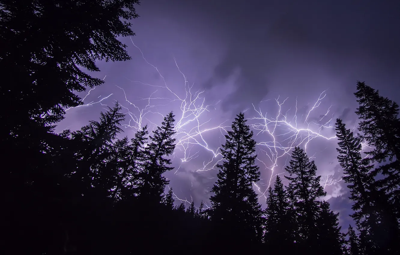 Photo wallpaper the storm, forest, the sky, trees, night, zipper, silhouettes