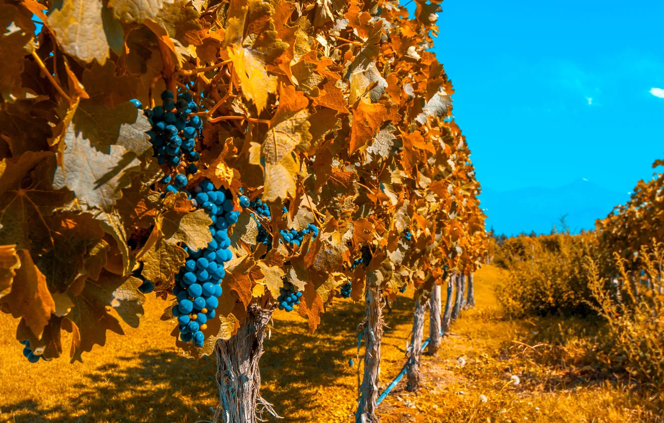 Photo wallpaper autumn, the sky, the sun, grapes, vineyard, the bushes, bokeh, plantation