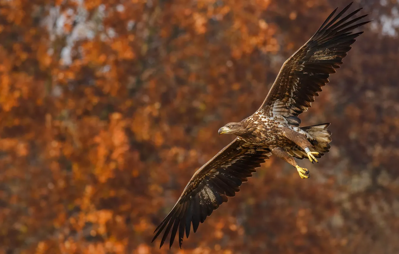 Photo wallpaper autumn, flight, nature, bird, eagle, eagle, bokeh, flying