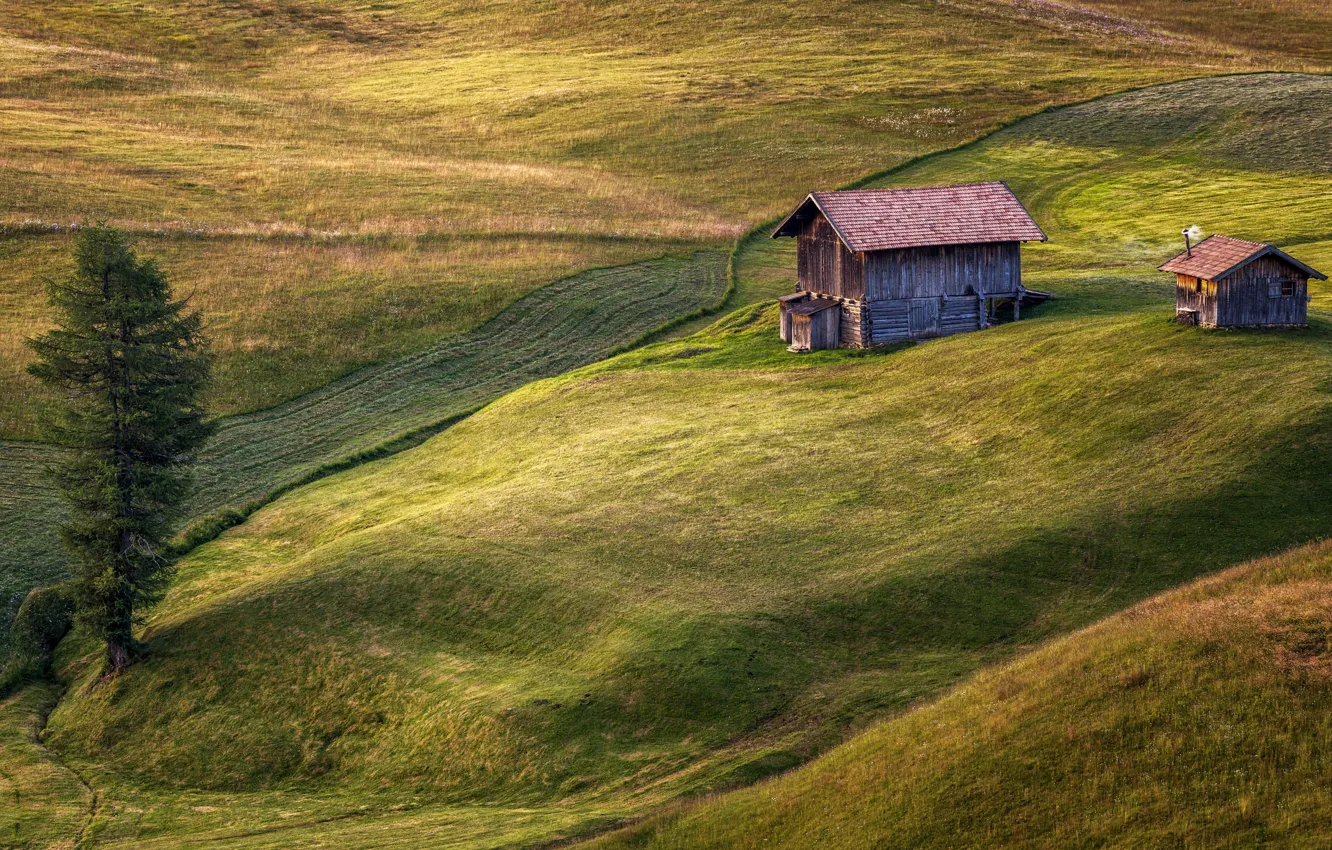 Photo wallpaper field, trees, home