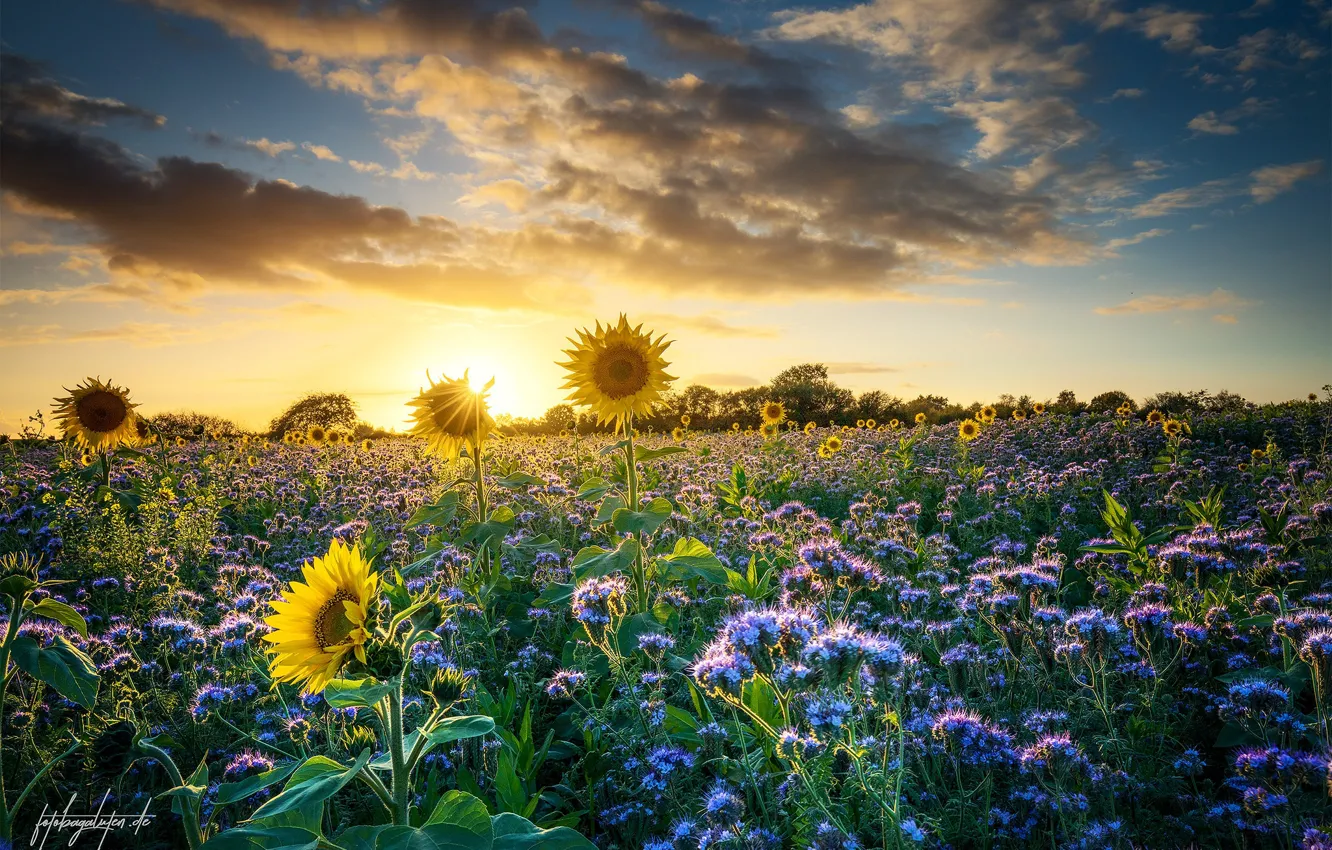 Photo wallpaper field, summer, sunflowers, sunset, flowers