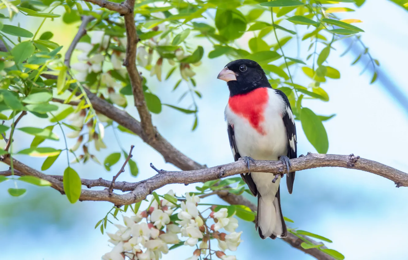 Photo wallpaper bird, tail, acacia
