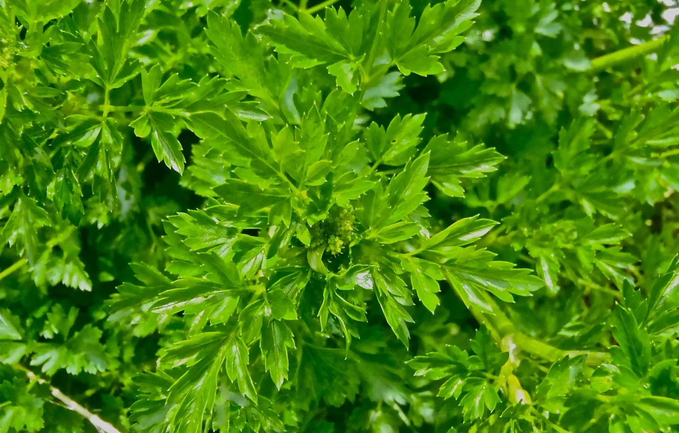 Photo wallpaper leaves, plant, parsley