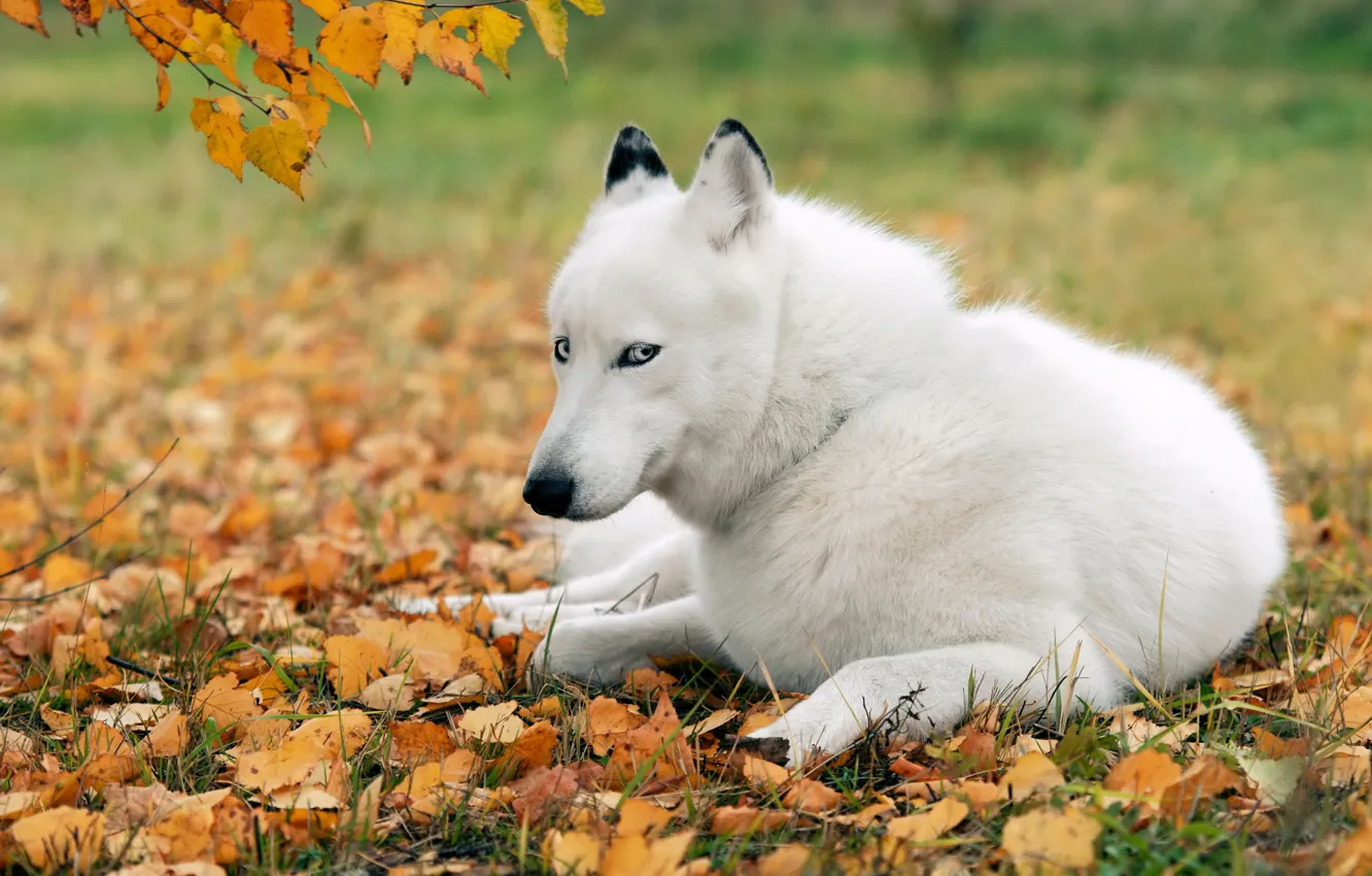 Photo wallpaper each, dog, husky