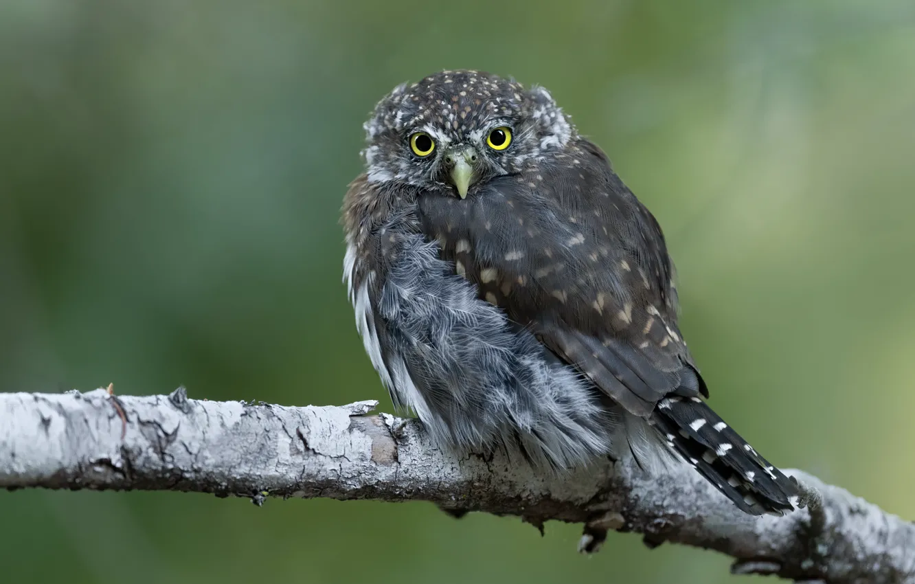 Photo wallpaper branches, look, background, nature, owl, bird, owl