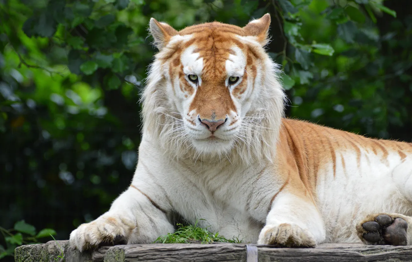 Photo wallpaper look, face, tiger, pose, foliage, lies, log, the expression