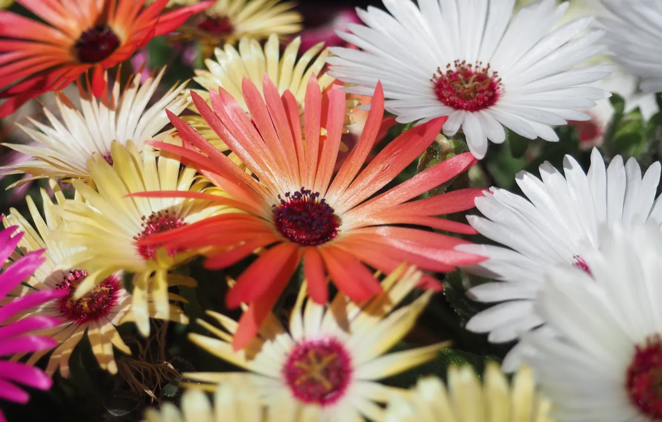 Photo wallpaper macro, flowers, orange, white, different, Osteospermum