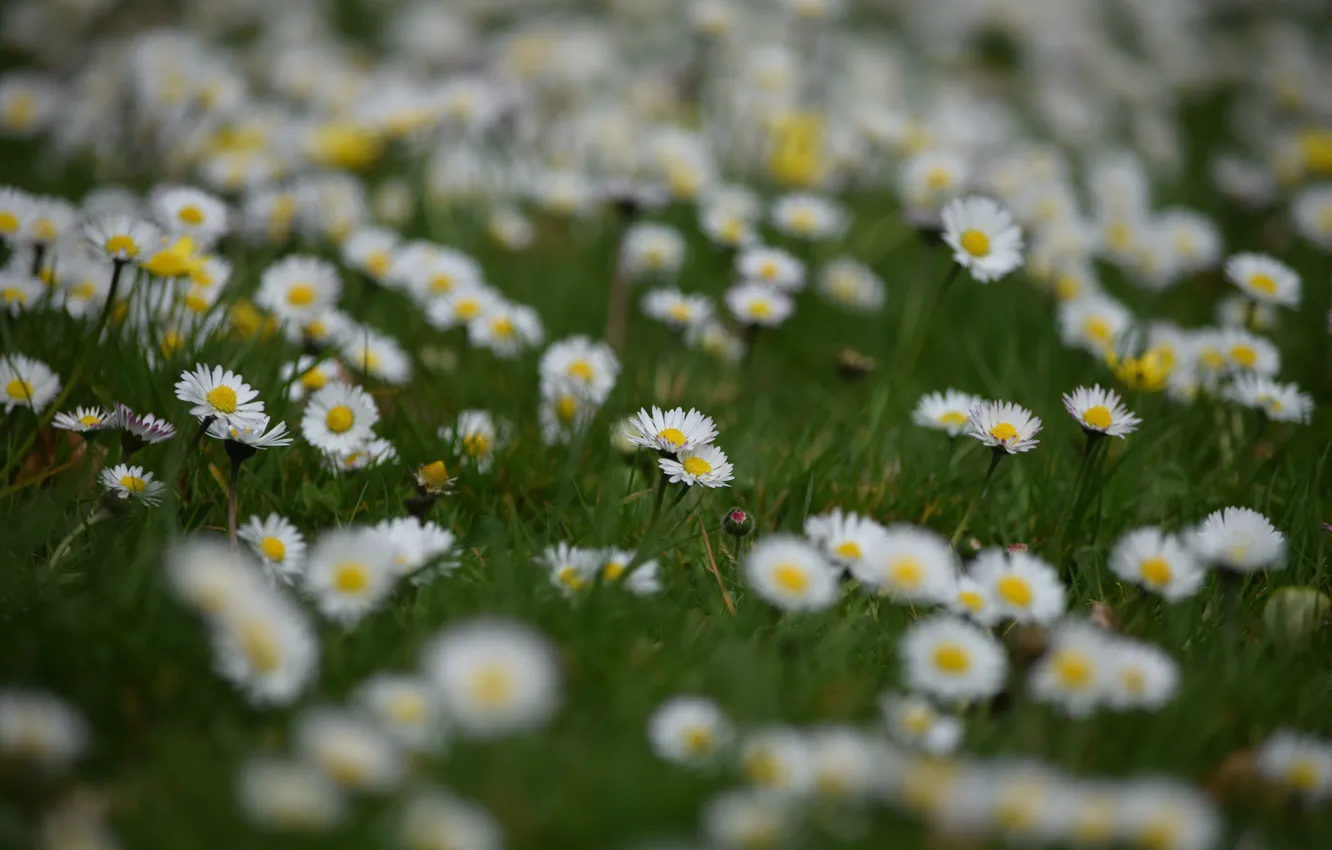 Photo wallpaper flowers, glade, chamomile, white, bokeh, Daisy