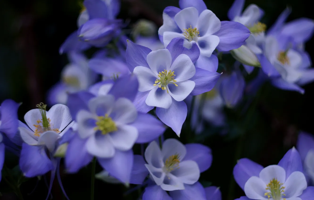 Photo wallpaper flowers, the dark background, blur, a lot, lilac, the catchment, Aquilegia