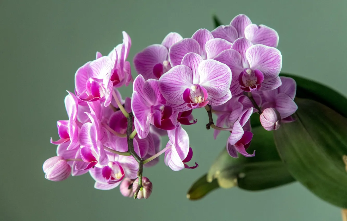 Photo wallpaper branches, Orchid, green background