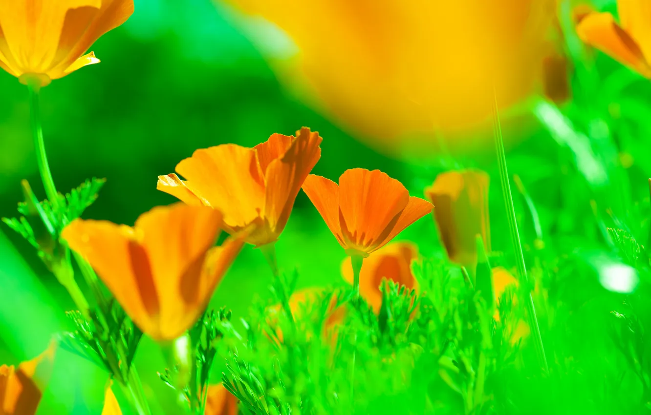 Photo wallpaper grass, flowers, petals, meadow