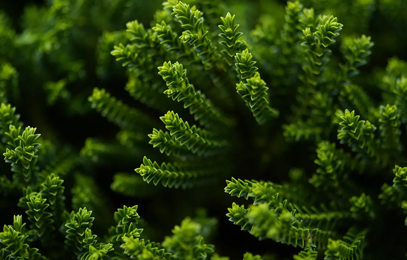 Photo wallpaper greens, macro, plant