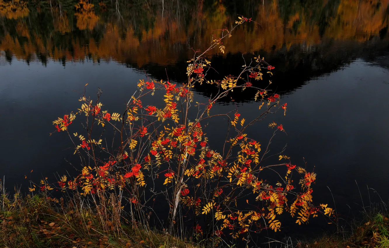 Photo wallpaper autumn, lake, reflection, berries, tree