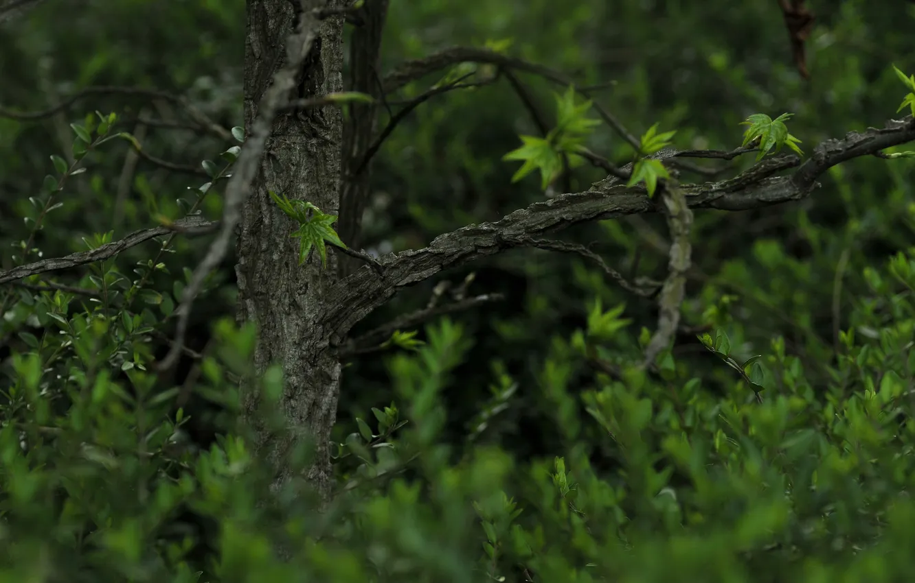 Photo wallpaper trees, nature, foliage, the bushes