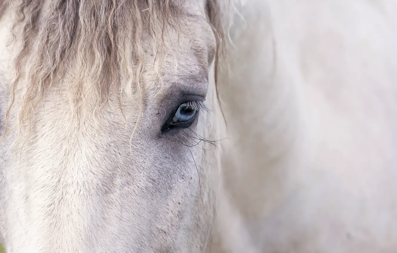 Photo wallpaper eyes, background, horse