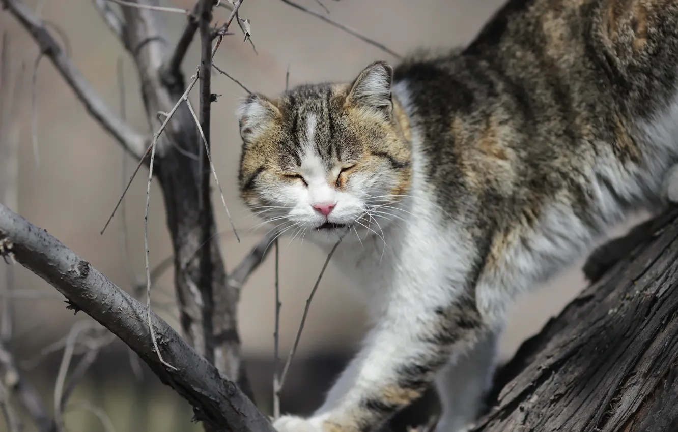 Photo wallpaper cat, background, tree
