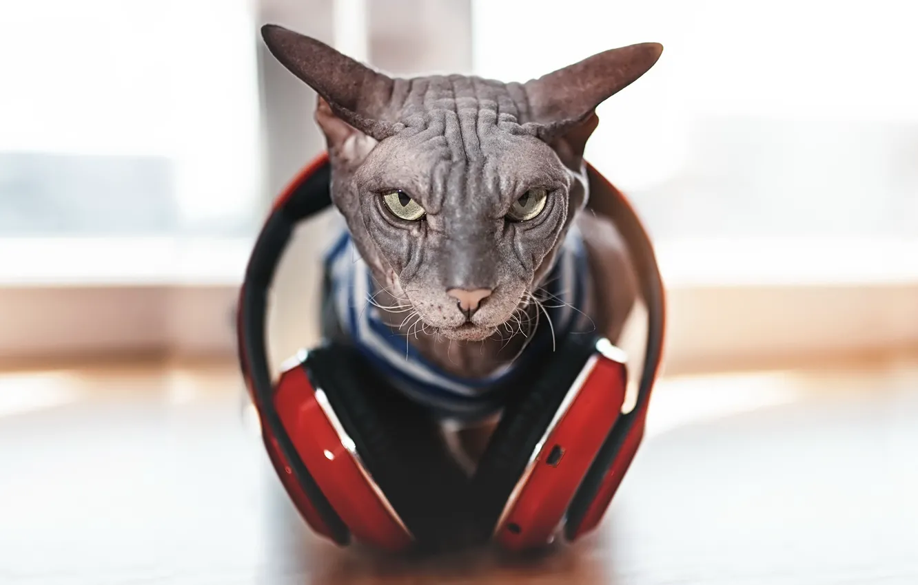 Photo wallpaper cat, music, headphones