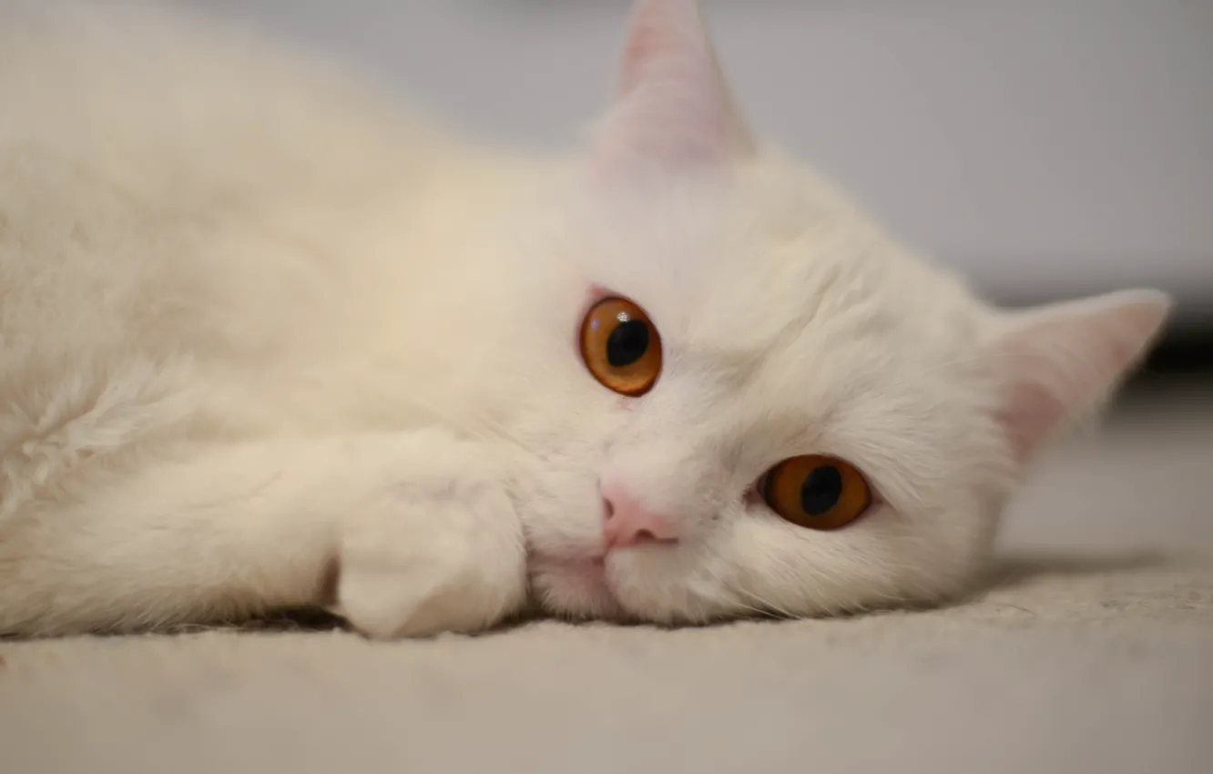 Photo wallpaper white, cat, lies, British