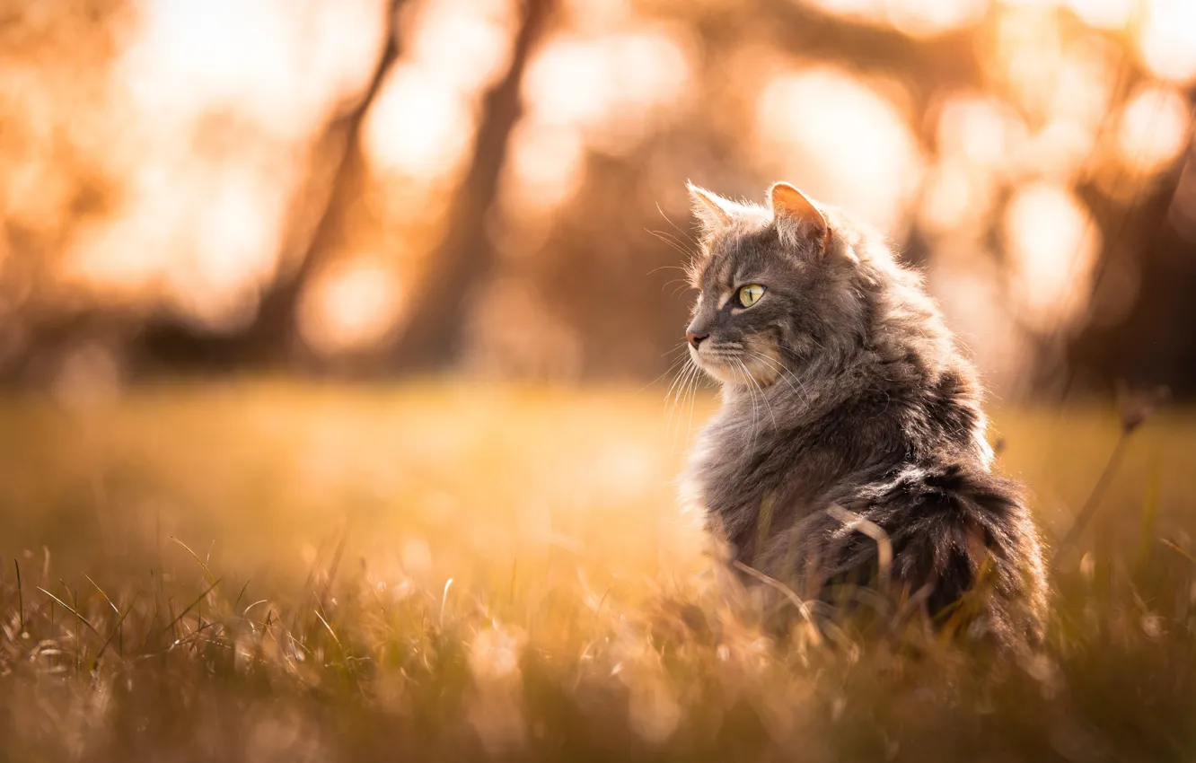 Photo wallpaper field, cat, grass, cat, look, light, pose, glare