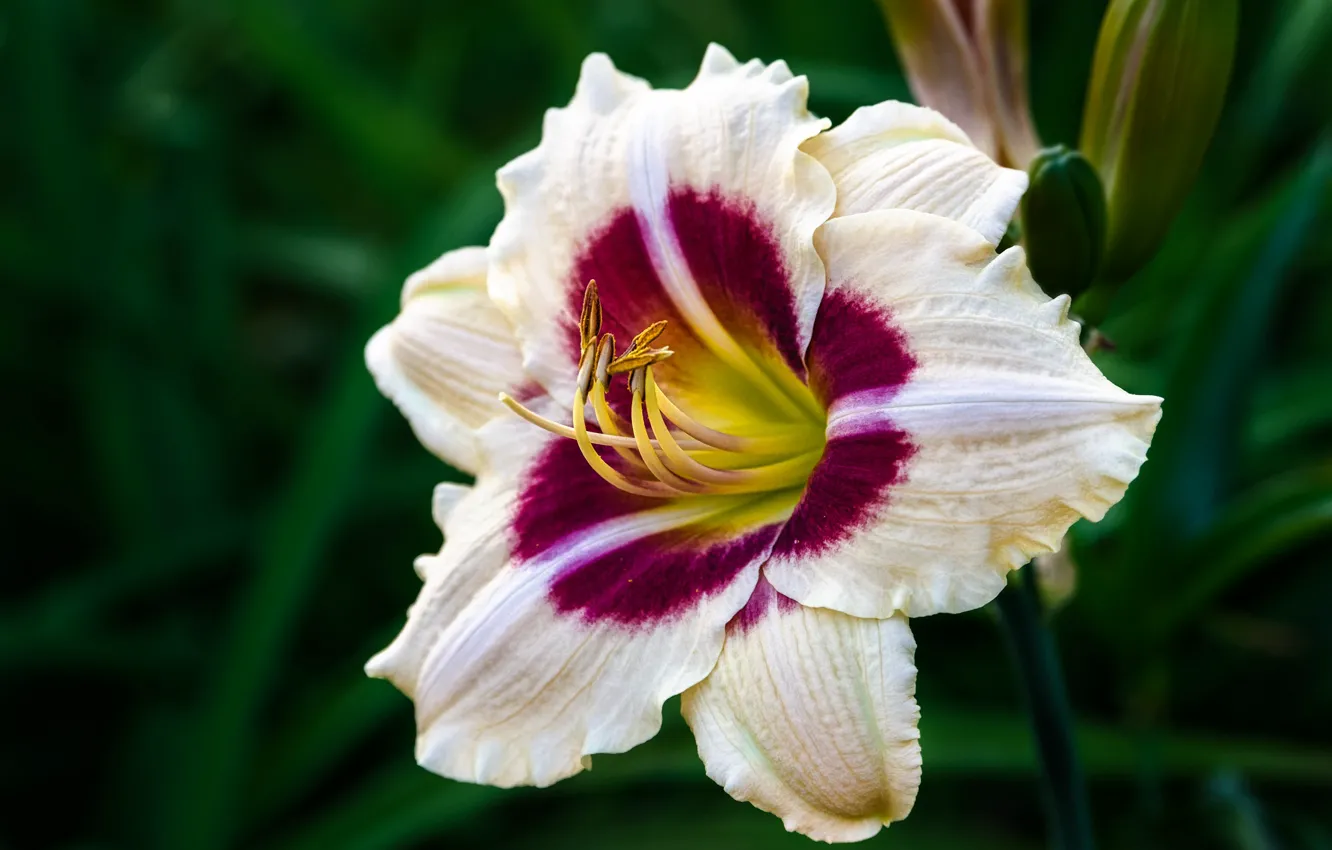 Photo wallpaper macro, flowers, the dark background, Lily, daylilies, white with red