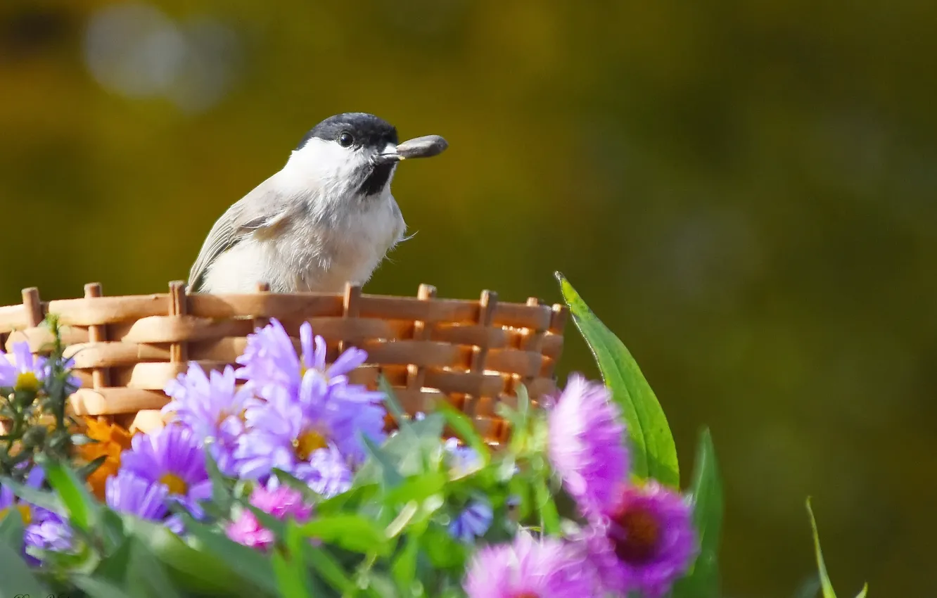 Photo wallpaper autumn, nature, bird, October