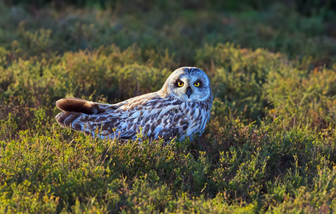 Photo wallpaper grass, look, light, owl, bird, glade, Short-eared owl, motley