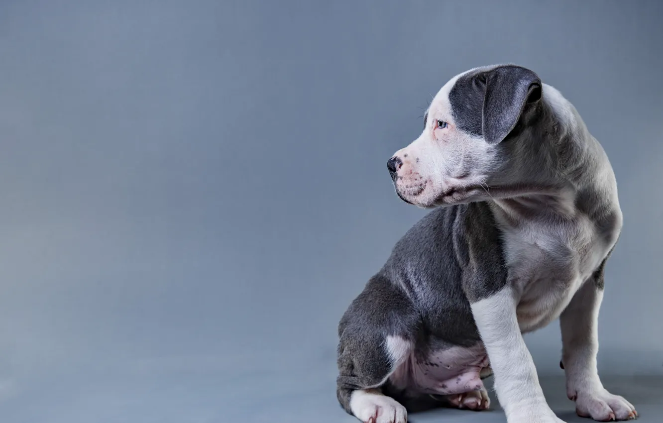 Photo wallpaper look, pose, background, dog, paws, puppy, profile, grey background