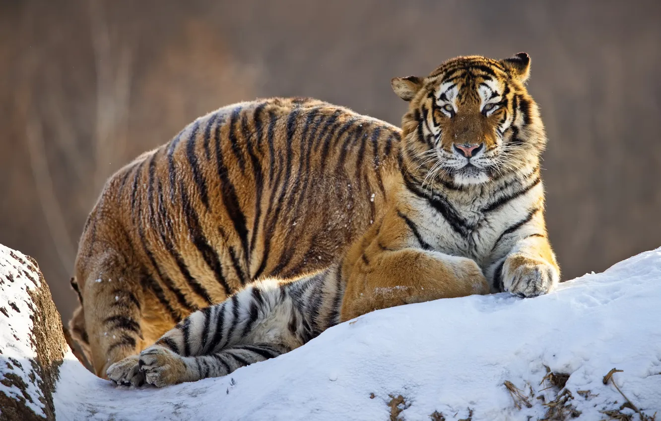 Photo wallpaper tiger, pregnant, feline